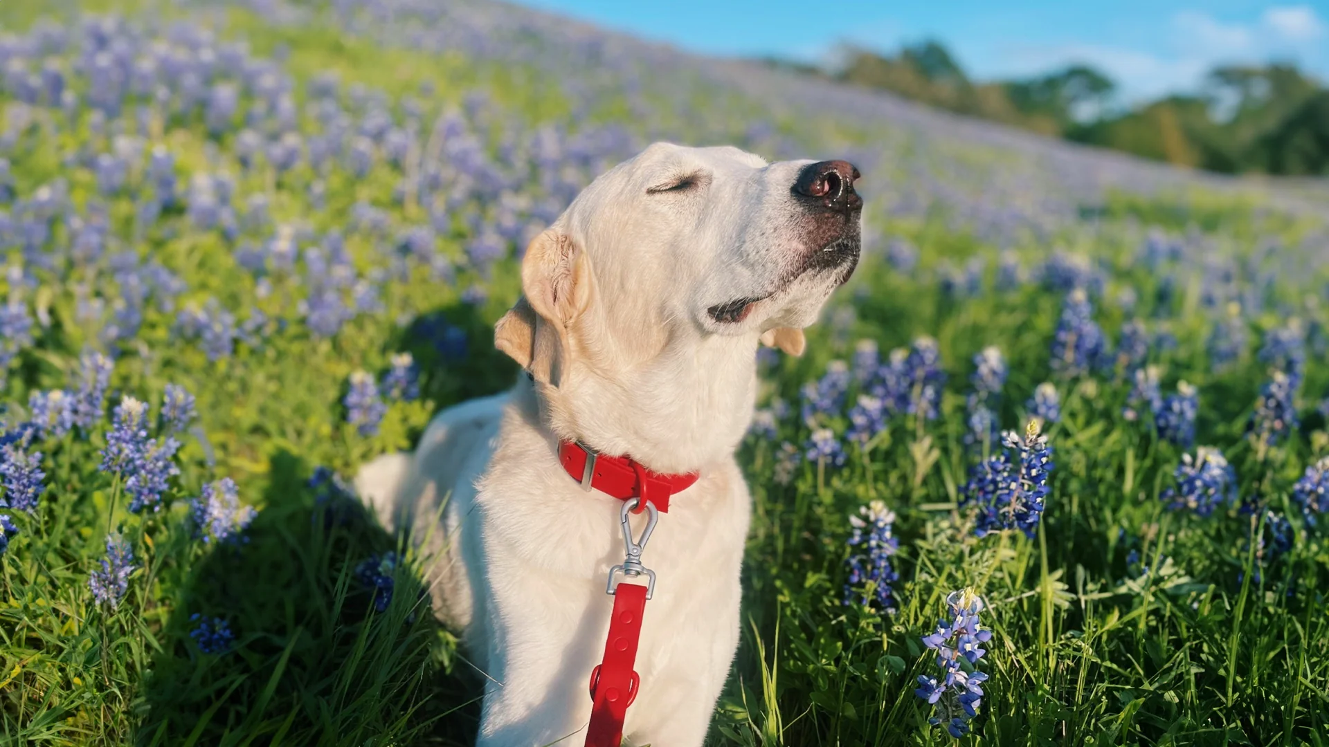 Natural Care for Austin Pets